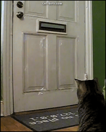 A cat catching an envelope dropped to a door postbox